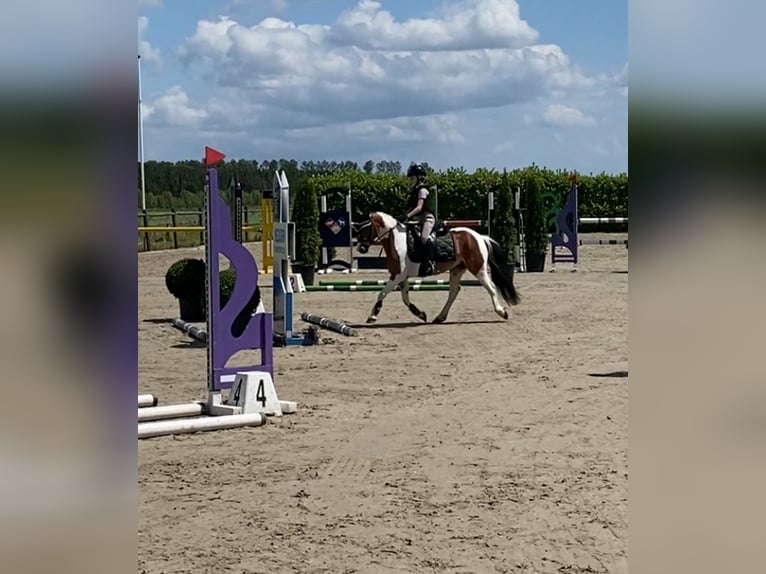 Welsh B Gelding 5 years 12 hh Tobiano-all-colors in Gees