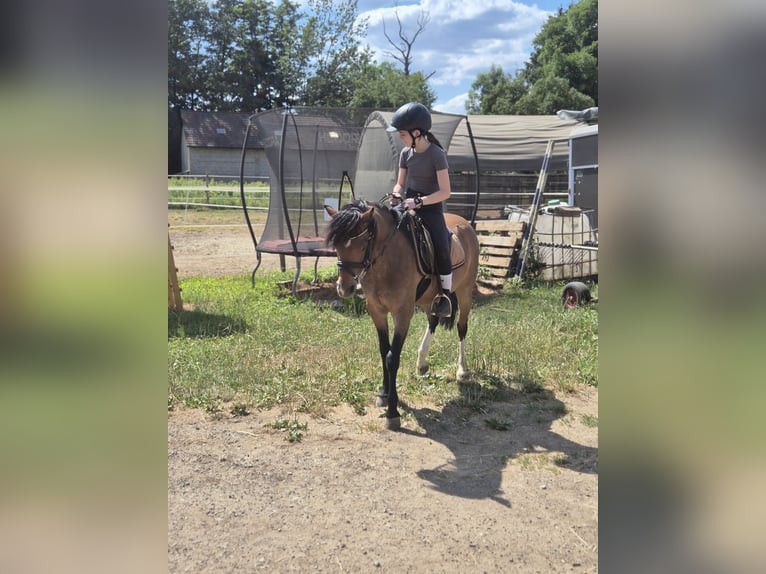 Welsh B Gelding 5 years 12,1 hh Brown in Leutenbach