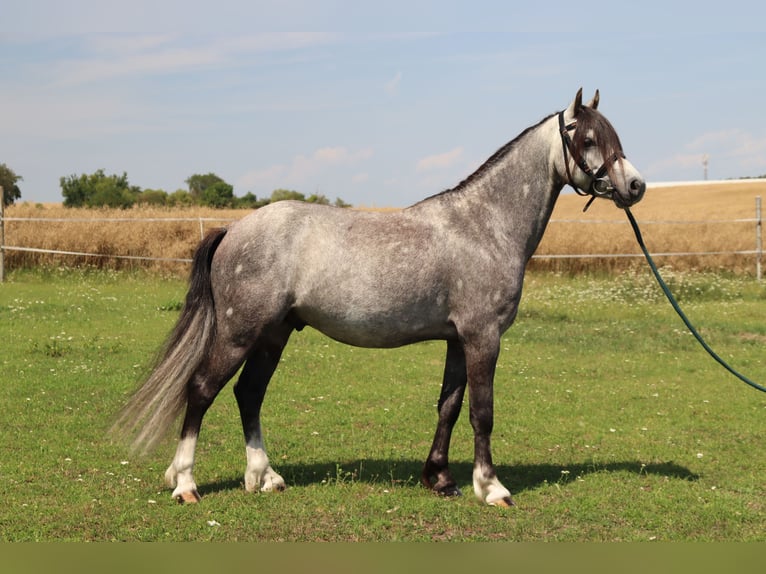 Welsh B Gelding 5 years 12,1 hh Gray in Klecany