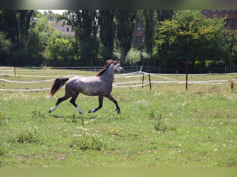 Welsh B Gelding 5 years 12,1 hh Gray in Klecany