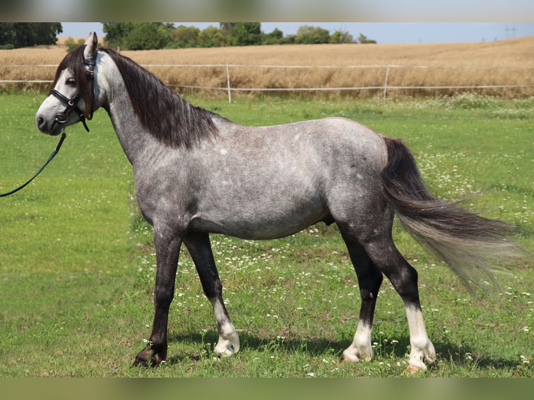 Welsh B Gelding 5 years 12,1 hh Gray in Klecany