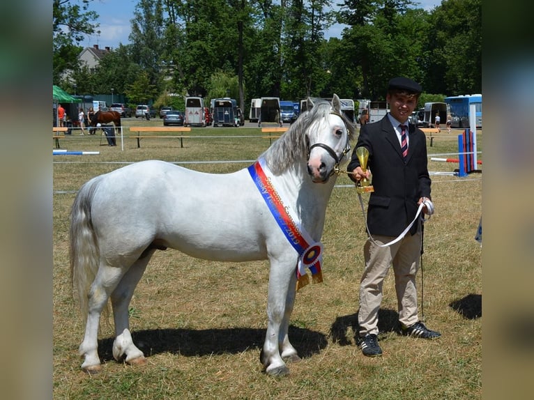 Welsh B Gelding 5 years 12,1 hh Gray in Klecany