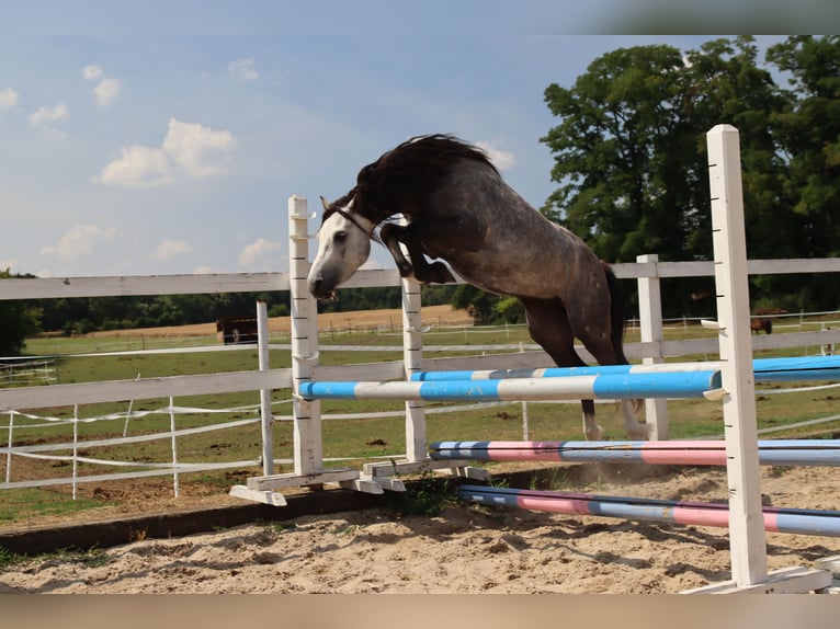 Welsh B Gelding 5 years 12,1 hh Gray in Klecany
