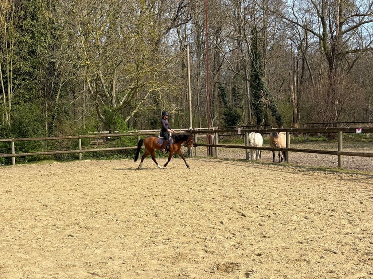 Welsh B Gelding 5 years 12,2 hh Brown in Mönchengladbach