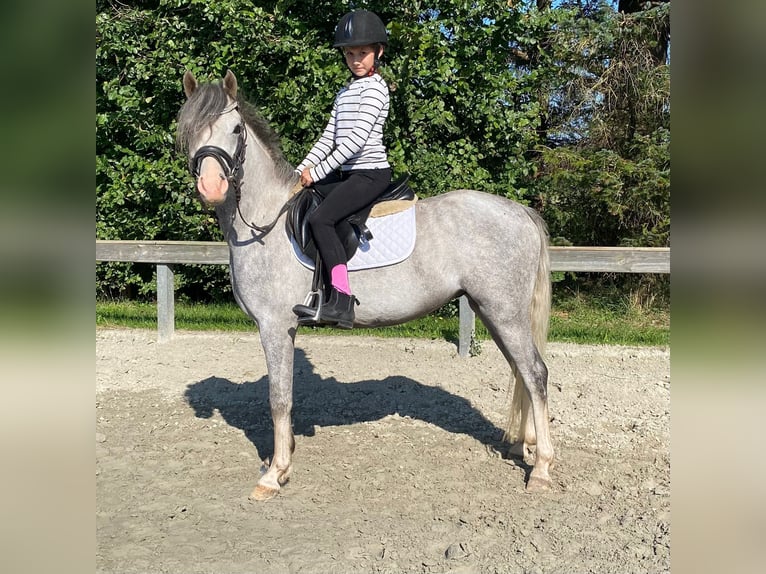 Welsh B Gelding 5 years 12,3 hh Grey in S&#xFC;derl&#xFC;gum