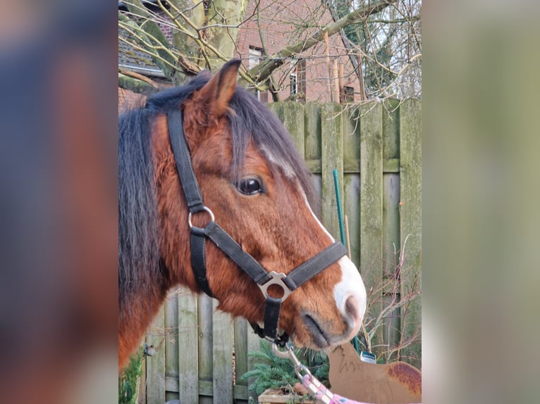 Welsh B Gelding 5 years 13.1 hh Brown in Mönchengladbach