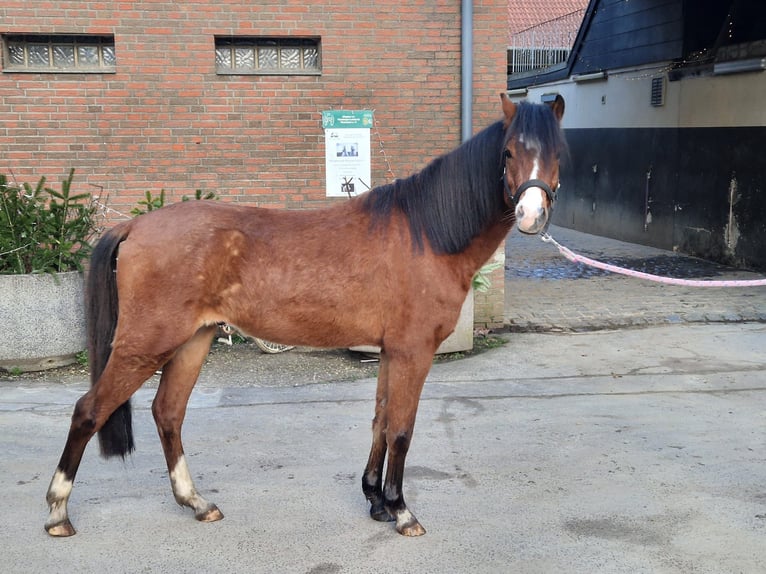 Welsh B Gelding 5 years 13.1 hh Brown in Mönchengladbach