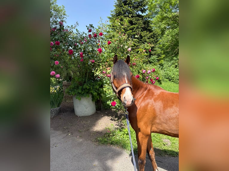 Welsh B Gelding 5 years 13.1 hh Brown in Mönchengladbach