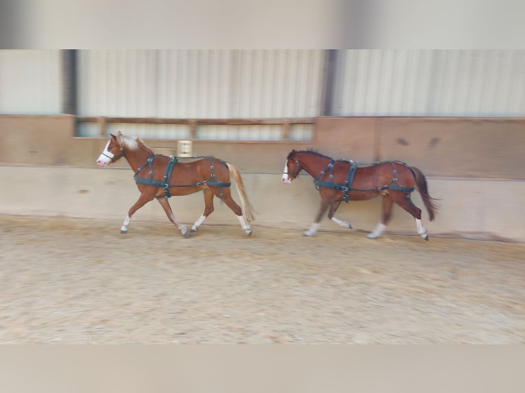 Welsh B Gelding 5 years 13.1 hh Chestnut-Red in Landolfshausen OT Mackenrode