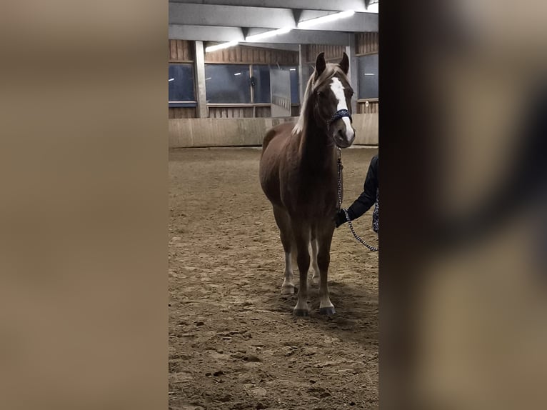 Welsh B Gelding 5 years 13,2 hh Chestnut-Red in Borgentreich