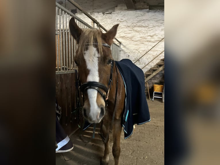 Welsh B Gelding 5 years 13,2 hh Chestnut-Red in Borgentreich