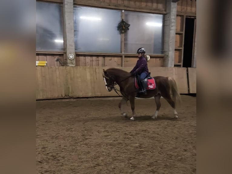 Welsh B Gelding 5 years 13,2 hh Chestnut-Red in Borgentreich