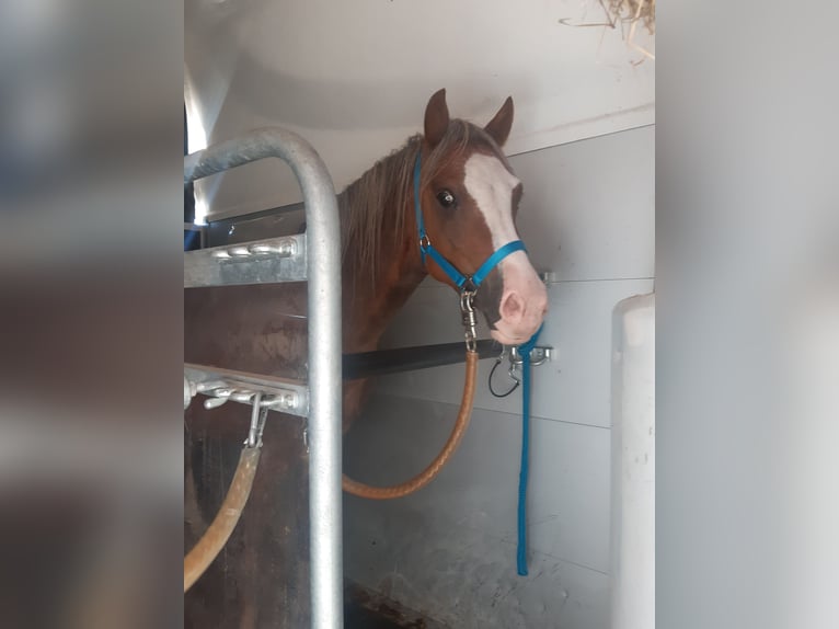 Welsh B Gelding 5 years 13 hh Chestnut-Red in Sulzfeld