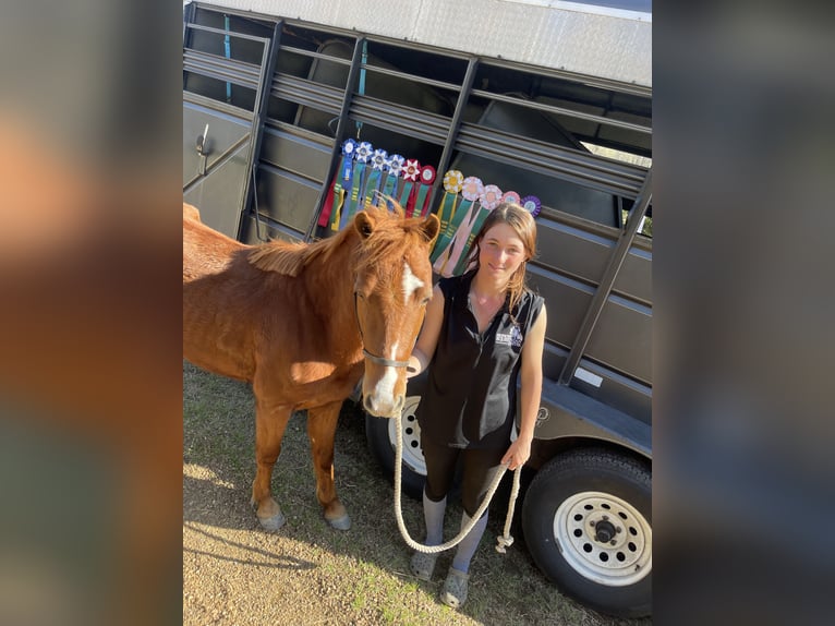 Welsh B Mix Gelding 5 years 13 hh Chestnut in Shannon, MS