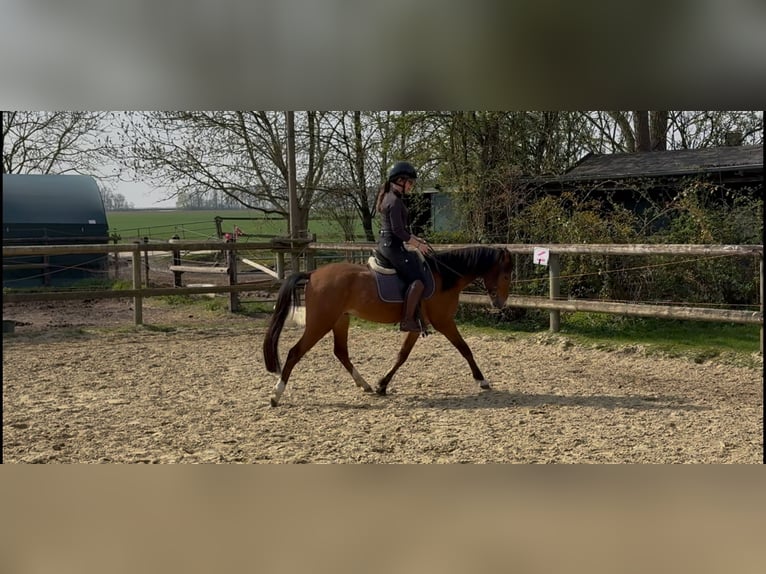 Welsh B Gelding 5 years 13,1 hh Brown in Mönchengladbach