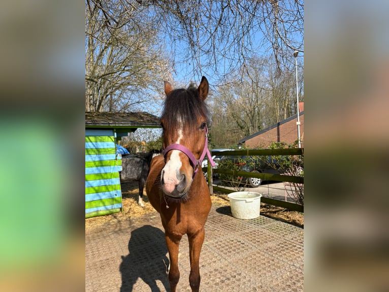 Welsh B Gelding 5 years 13,1 hh Brown in Mönchengladbach