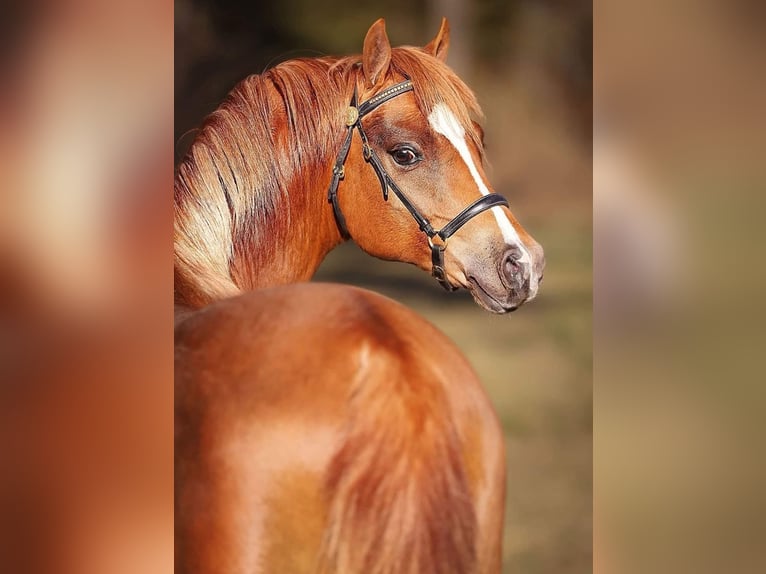 Welsh B Gelding 5 years 13,1 hh Chestnut-Red in Sendenhorst