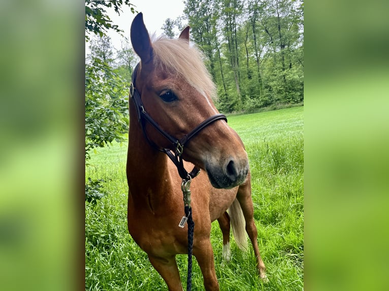 Welsh B Gelding 5 years 13,1 hh Chestnut-Red in 25436 Tornesch