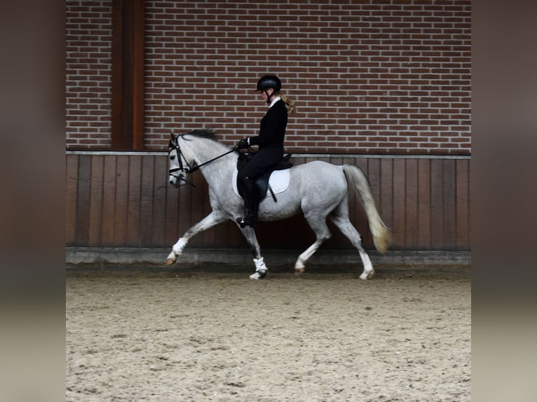 Welsh B Gelding 5 years 13,1 hh Grey in Oosterbeek