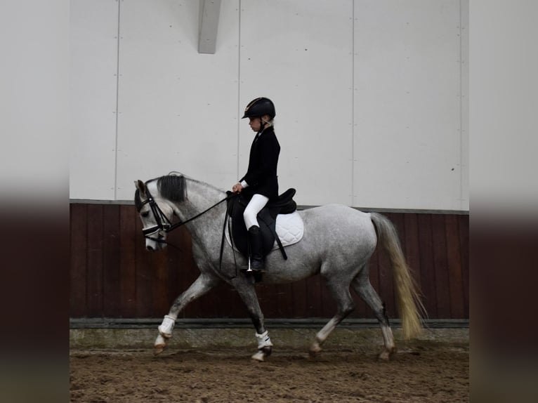 Welsh B Gelding 5 years 13,1 hh Grey in Oosterbeek