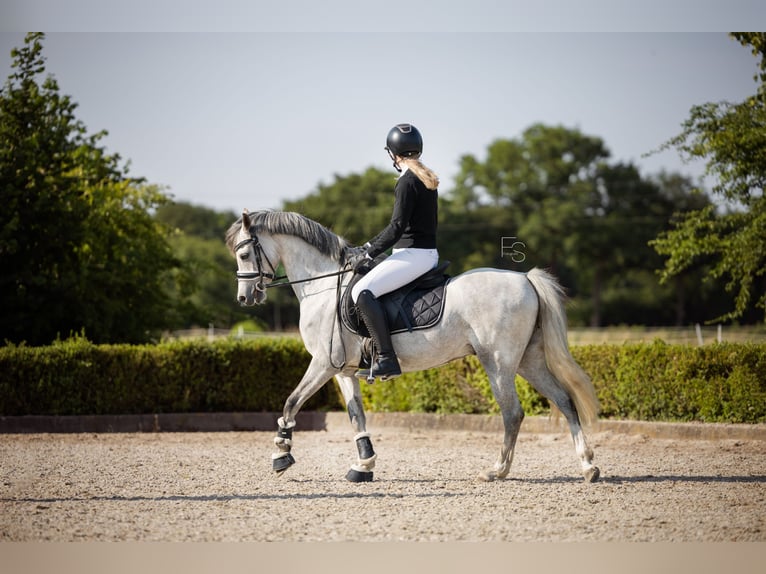 Welsh B Gelding 5 years 13,1 hh Grey in Oosterbeek