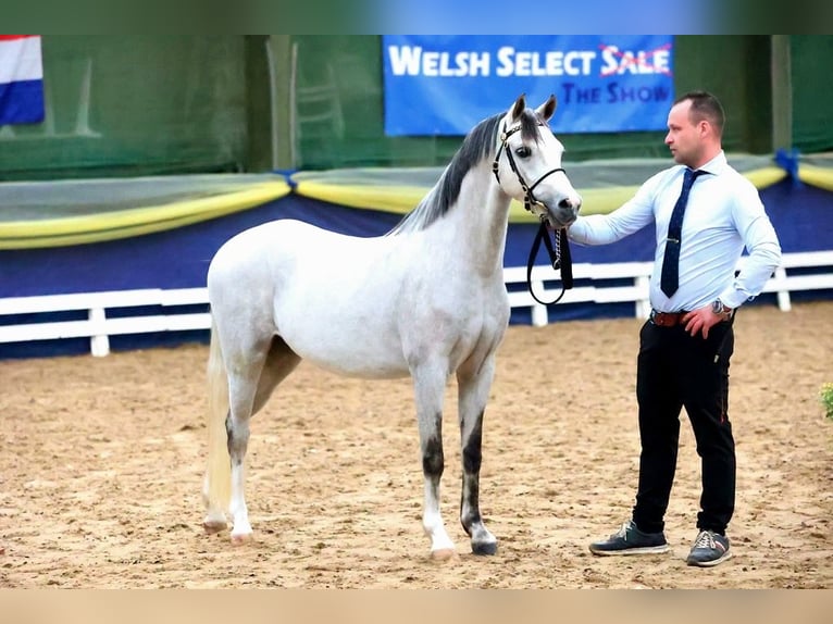 Welsh B Gelding 5 years 13,1 hh Grey in Oosterbeek