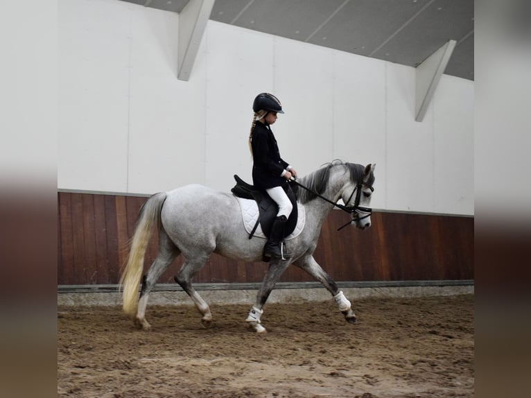 Welsh B Gelding 5 years 13,1 hh Grey in Oosterbeek