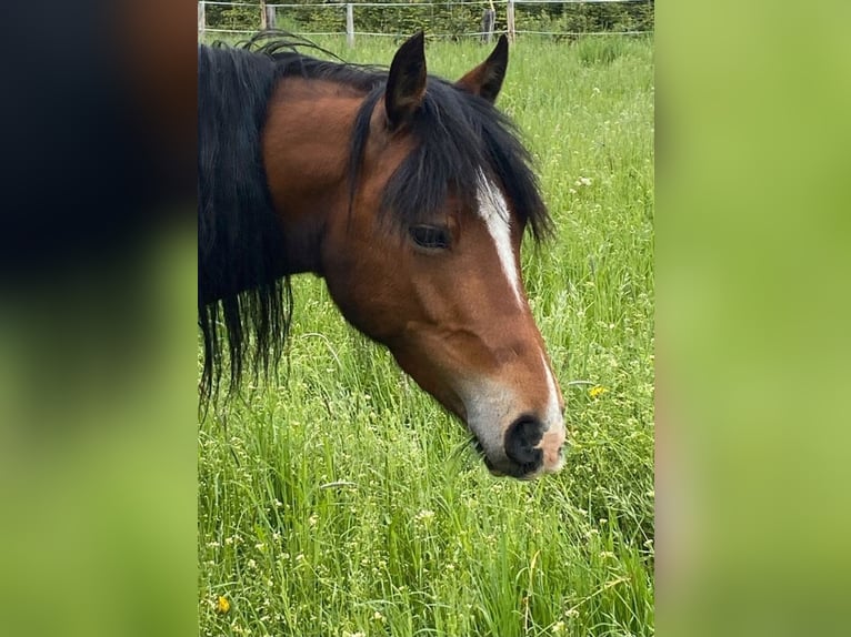 Welsh B Gelding 5 years 14.1 hh Brown in Vienenburg