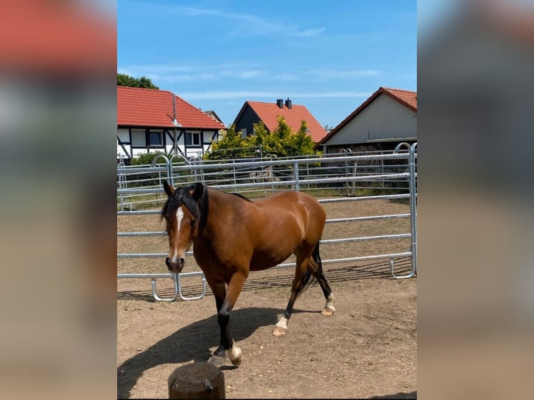Welsh B Gelding 5 years 14.1 hh Brown in Vienenburg