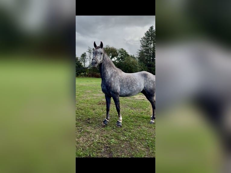Welsh B Gelding 5 years 14.1 hh  in Dybvad