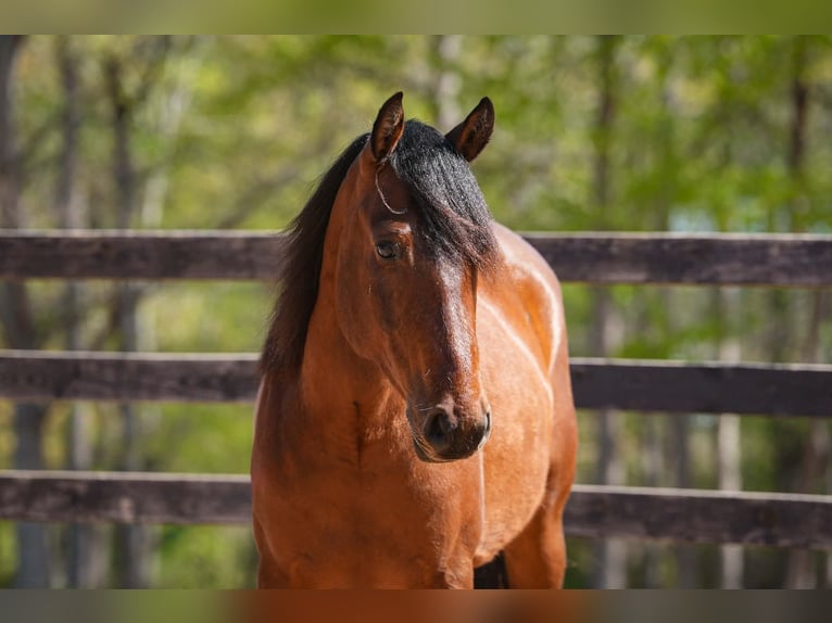 Welsh B Mix Gelding 5 years 14,3 hh Bay in Clover