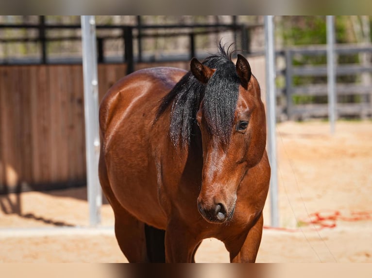 Welsh B Mix Gelding 5 years 14,3 hh Bay in Clover