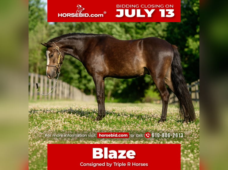 Welsh B Mix Gelding 5 years Bay in New Holland