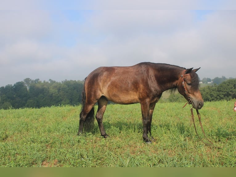 Welsh B Mix Gelding 6 years 11 hh Brown in Baltic