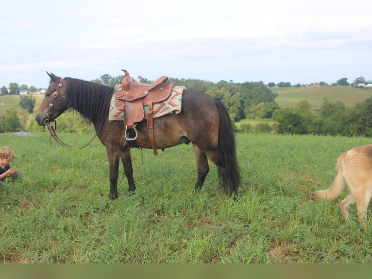Welsh B Mix Gelding 6 years 11 hh Brown in Baltic