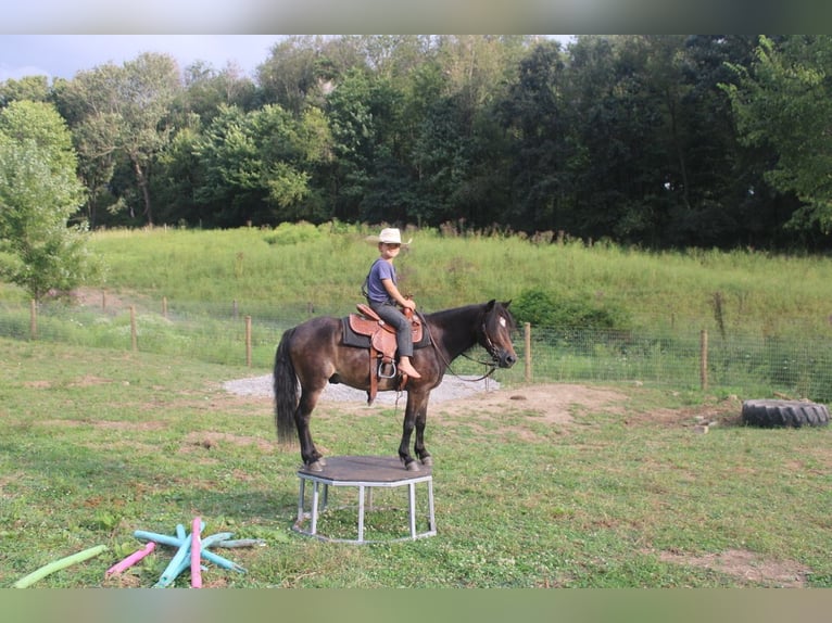 Welsh B Mix Gelding 6 years 11 hh Brown in Baltic
