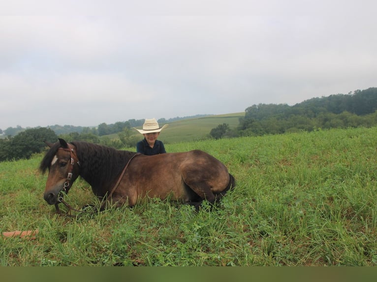 Welsh B Mix Gelding 6 years 11 hh Brown in Baltic