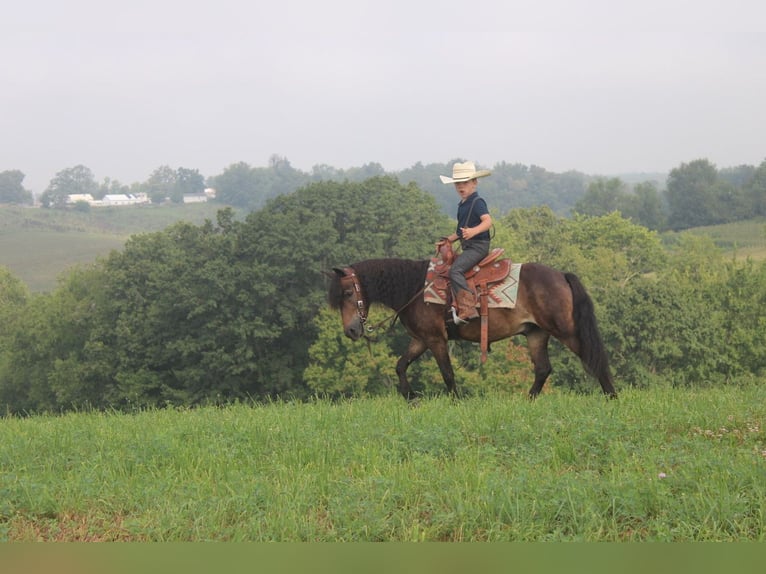 Welsh B Mix Gelding 6 years 11 hh Brown in Baltic