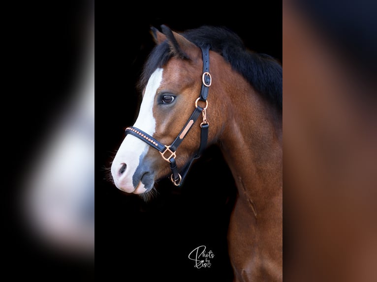 Welsh B Gelding 6 years 11,2 hh Brown in Nieuwegein