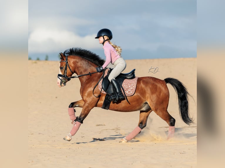 Welsh B Gelding 6 years 11,2 hh Brown in Nieuwegein