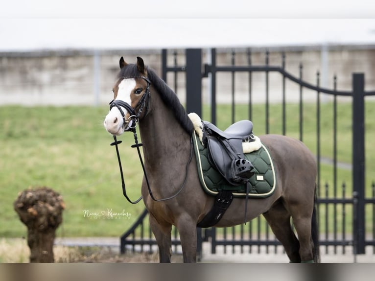 Welsh B Gelding 6 years 11,2 hh Brown in Nieuwegein