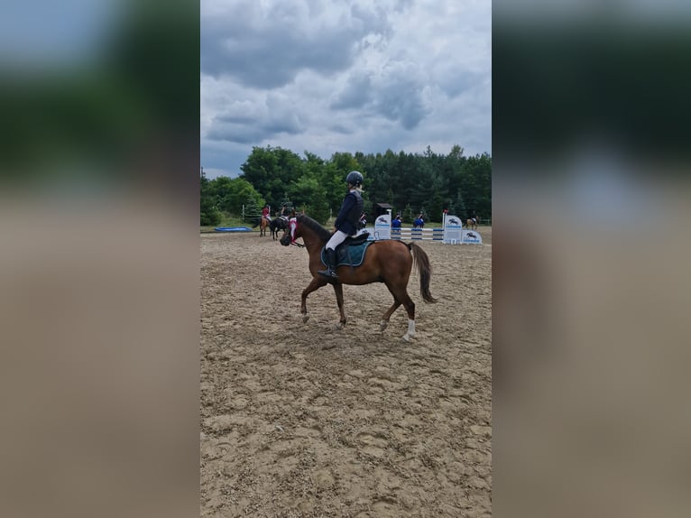 Welsh B Gelding 6 years 12,1 hh in Pakość