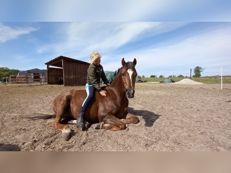 Welsh B Gelding 6 years 12,1 hh in Pakość