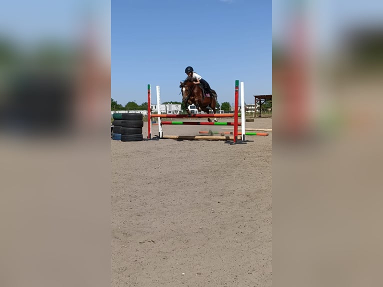 Welsh B Gelding 6 years 12,1 hh in Pakość