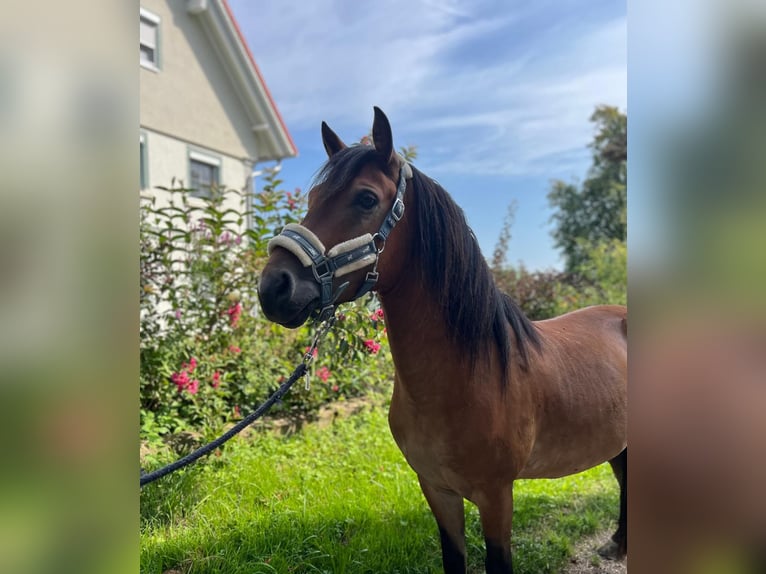 Welsh B Gelding 6 years 12.2 hh Brown in Friedrichshafen