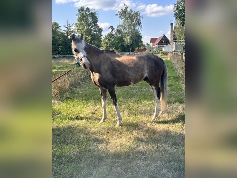Welsh B Gelding 6 years 12.2 hh Buckskin in Leipzig