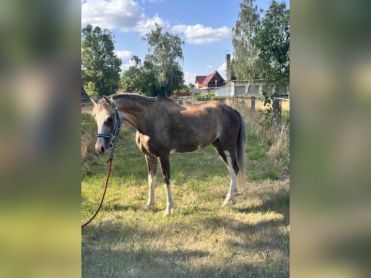 Welsh B Gelding 6 years 12.2 hh Buckskin in Leipzig
