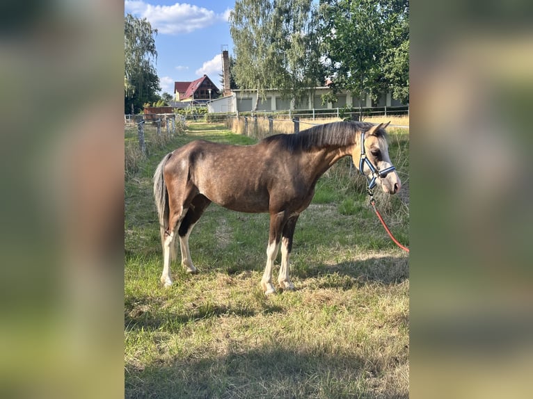 Welsh B Gelding 6 years 12.2 hh Buckskin in Leipzig
