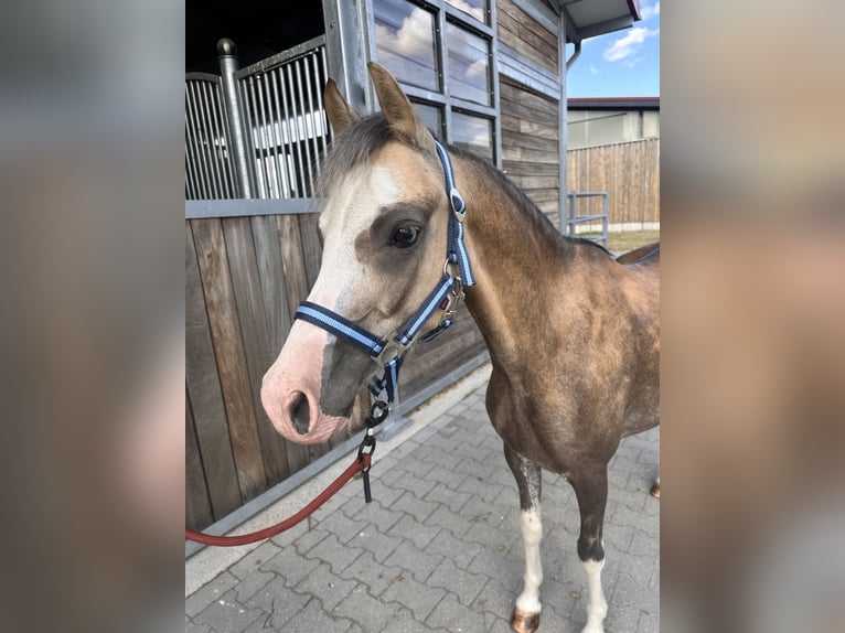 Welsh B Gelding 6 years 12.2 hh Buckskin in Leipzig