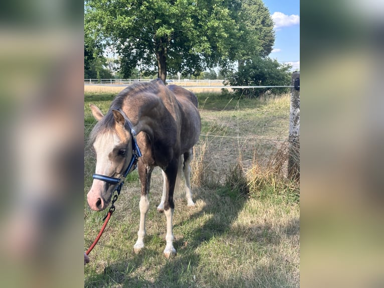 Welsh B Gelding 6 years 12.2 hh Buckskin in Leipzig